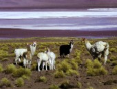 Bolivia, Yama