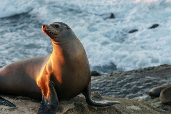 Foca