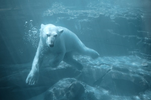 Oso polar