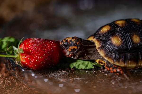 Tortuga y gastronomía