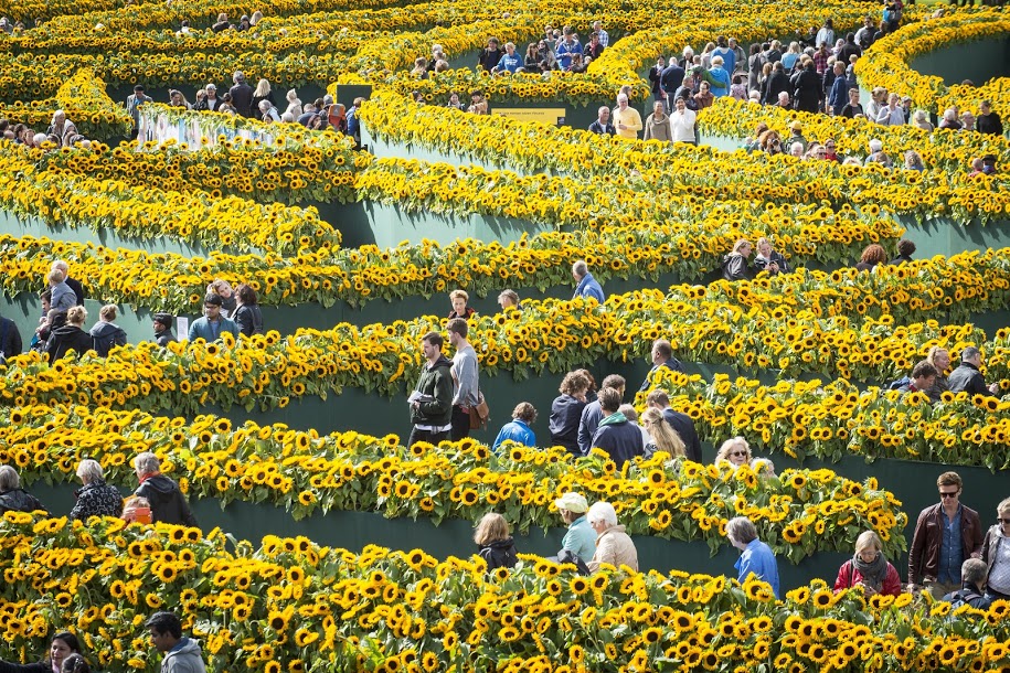 Laberinto de girasoles en el Museo Van Gogh (Ámsterdam)
