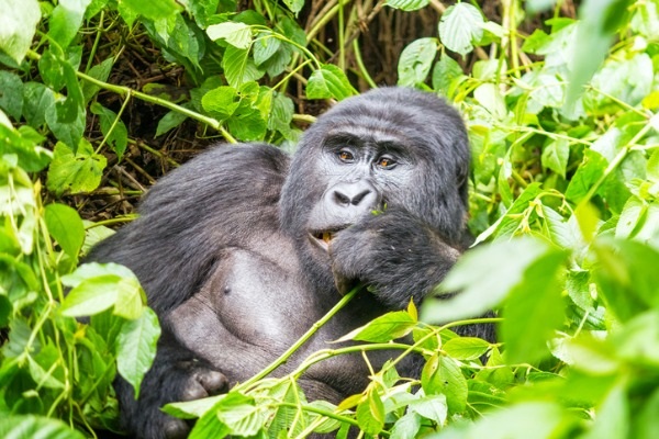 Safari en Bwindi