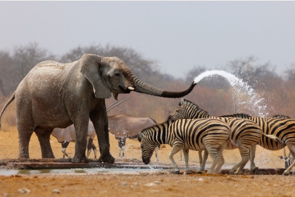 Safari en Etosha