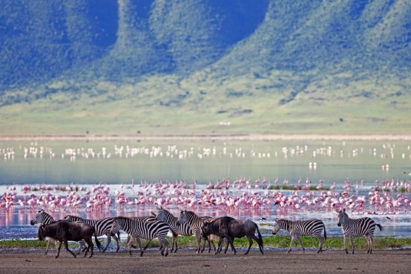 Safari en Ngorongoro