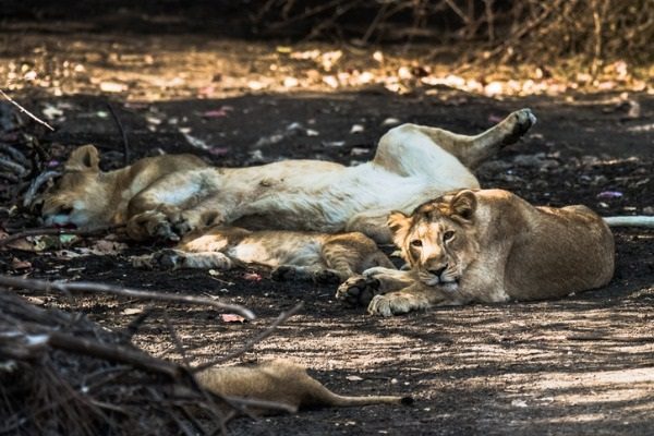Safari en Sasan Gir
