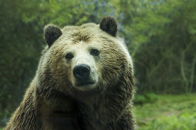 Oso grizzly