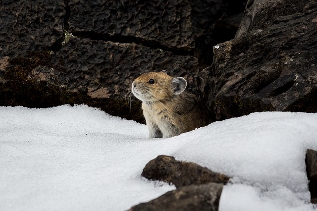 Pika