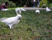 Jardines, Sydney Jardines, Sydney