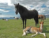 Reykjavik, Caballos