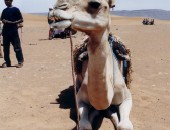 Marruecos, Camello