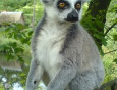 Lima, Fauna