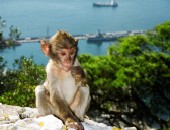 Mono, Gibraltar Mono, Gibraltar