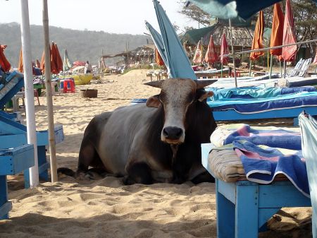 Playa de Goa - India