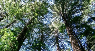 Dormir en las ramas: los hoteles en árboles más curiosos