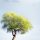 árbol