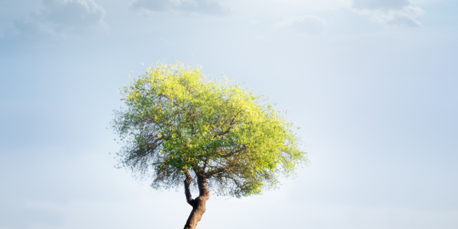 árbol