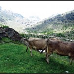 Verso il Rifugio Pizzini Stelvio Val di Solda1 150x150