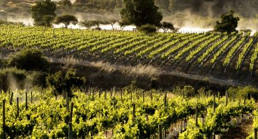 Consejos para recorrer la ruta del vino de Chile – parte 2