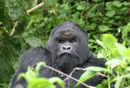 Ruanda: gorilas en el Parque Nacional de los Volcanes