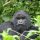 Ruanda: gorilas en el Parque Nacional de los Volcanes