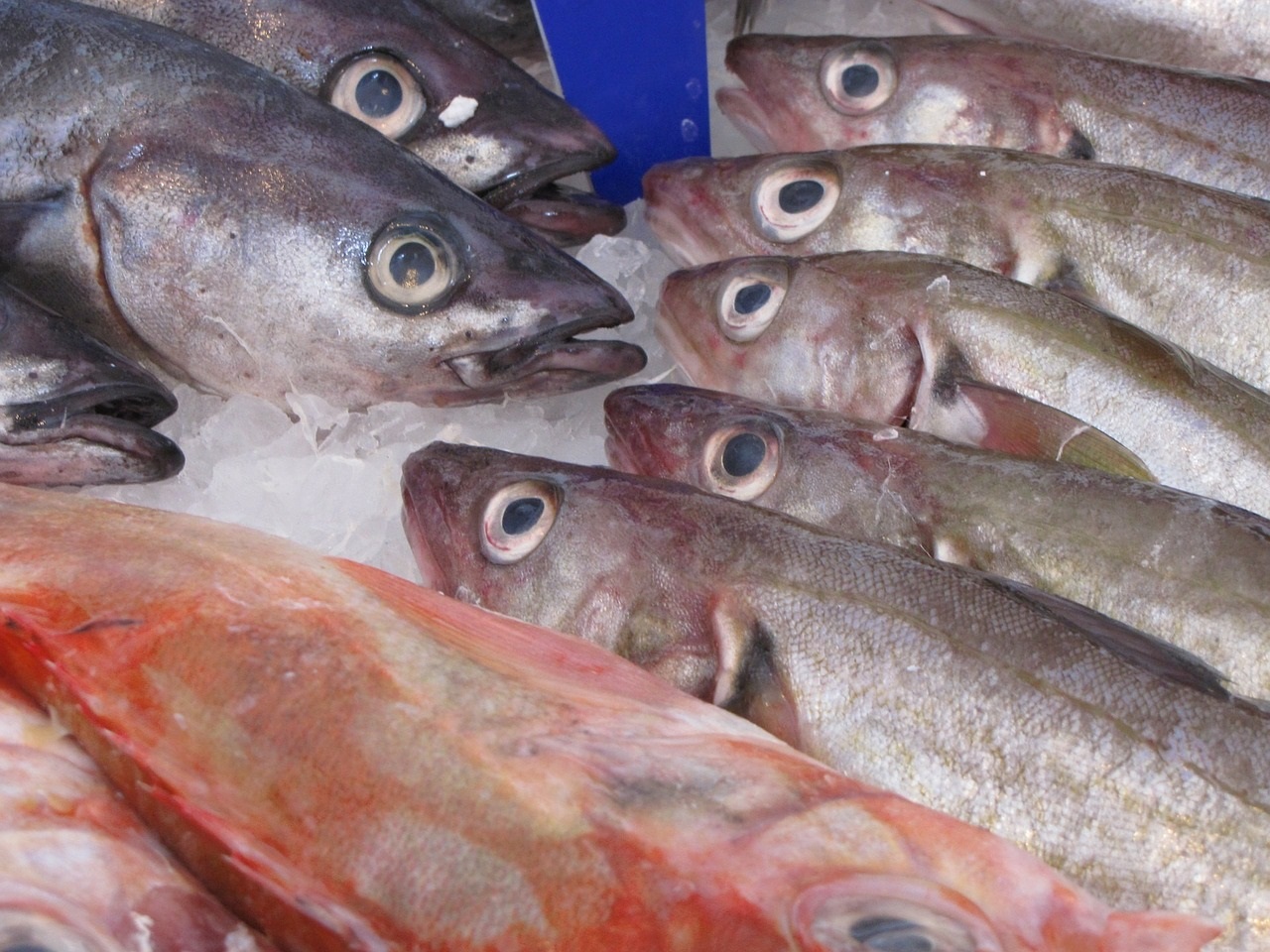 El arenque, pescado favorito de la gastronomía holandesa