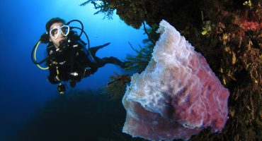 Descubriendo el mundo submarino: Dive Travel Show, segunda inmersión