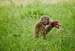 ¿Cocacolonización? No siempre tiene que ser Coca Cola…