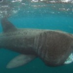 Basking shark 265x180 150x150