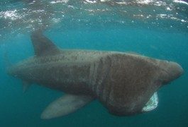 Fotografiar tiburones… y nadar con ellos