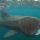 Fotografiar tiburones… y nadar con ellos