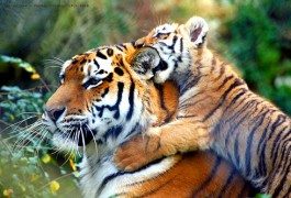 India: restricciones al turismo para proteger a sus tigres