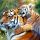 India: restricciones al turismo para proteger a sus tigres