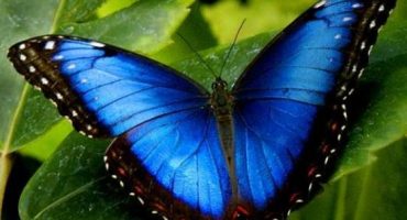 Costa Rica: pura vida