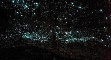 Naturaleza única: las Cuevas de Waitomo