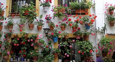 El esplendor de mayo de los patios cordobeses