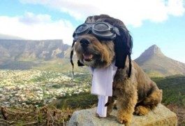 Oscar: la vida de perros de un trotamundos a cuatro patas