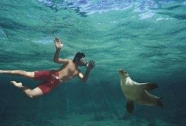 ¿El mejor trabajo del mundo en Australia? Puede ser…