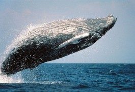 Hawai: donde el surf se encuentra con las ballenas…