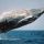 Hawai: donde el surf se encuentra con las ballenas…
