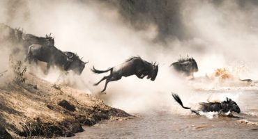 Siguiendo la peregrinación del ñu a través de África