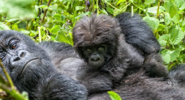 La belleza de Ruanda, las tierra de las mil colinas
