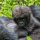 Gorila, un habitual en las selvas ruandesas