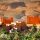 marruecos