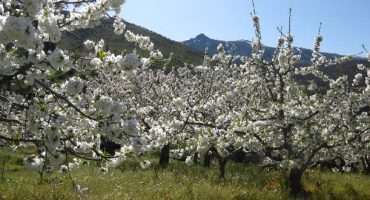 Primavera 2014: los cerezos en flor, en el Valle del Jerte