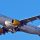 avión de Vueling volando