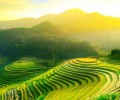 Vietnam verde 120x100