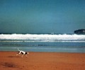 perro dalmata playa 120x100