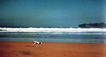Playas para perros en España, ¿dónde ir con tu mascota?