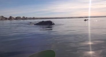 VÍDEO – En kayak, ¡atención con las ballenas!