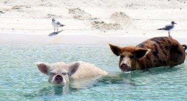 Big Major Cay: ¡la playa de los cerdos de Bahamas!